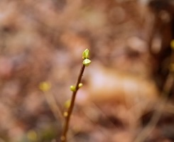 Budding plant representing proof of concepts